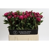 Paeonia Red Sarah