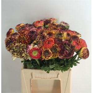 Ran Eleg Sup Striped Yellow