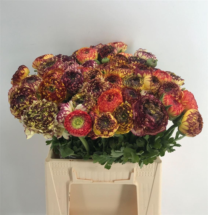 <h4>Ran Eleg Yellow Stripe Sup</h4>