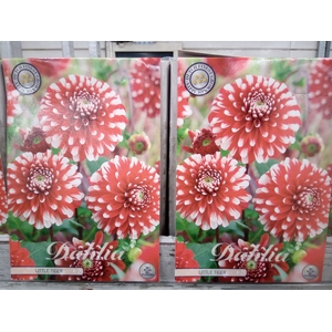 Dahlia   ...flowerbulbs