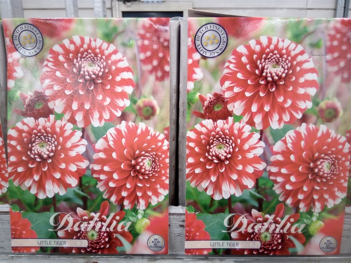 <h4>Dahlia   ...flowerbulbs</h4>