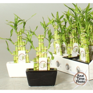 DRA LUCKY BAMBOO