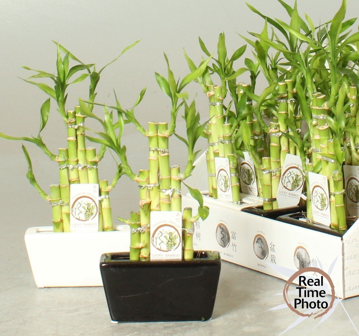 <h4>DRA LUCKY BAMBOO</h4>