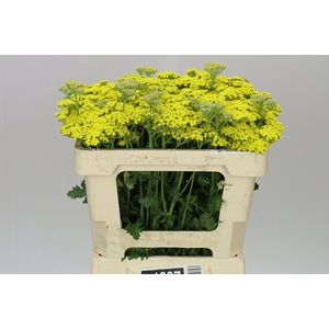 Achillea Credo