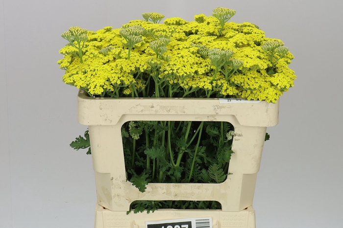 <h4>Achillea Credo</h4>