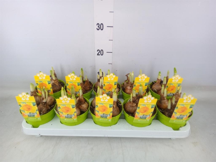 <h4>Narcissus   ...</h4>