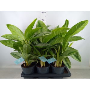 Aglaonema  'Silver Frost'