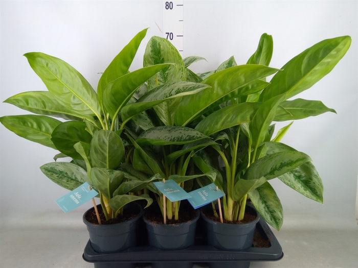 <h4>Aglaonema  'Silver Frost'</h4>