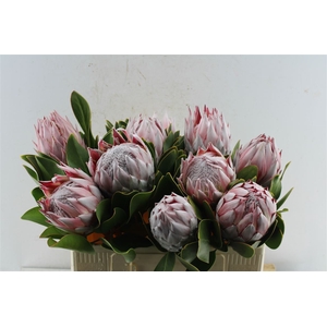 Protea Cynaroides