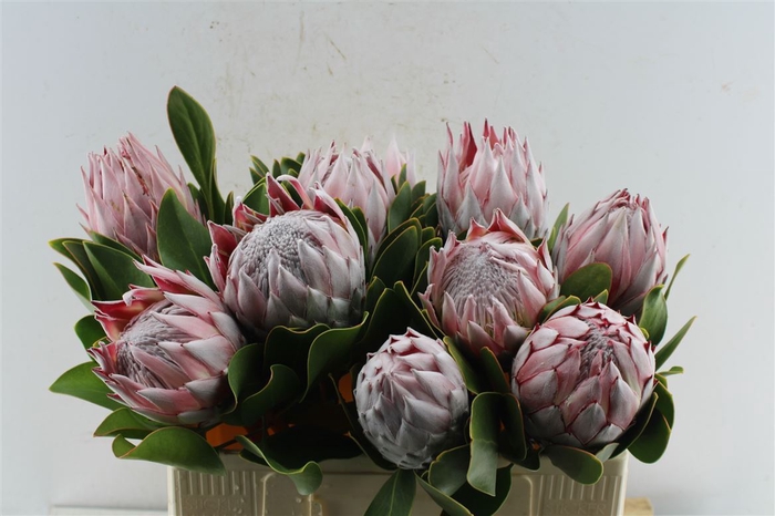 <h4>Protea Cynaroides</h4>