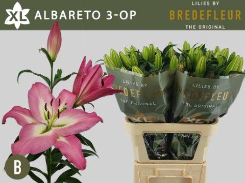 <h4>LI OT ALBARETO 3+</h4>