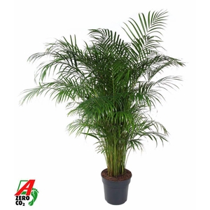 Dypsis Lutescens(Areca) P31-150