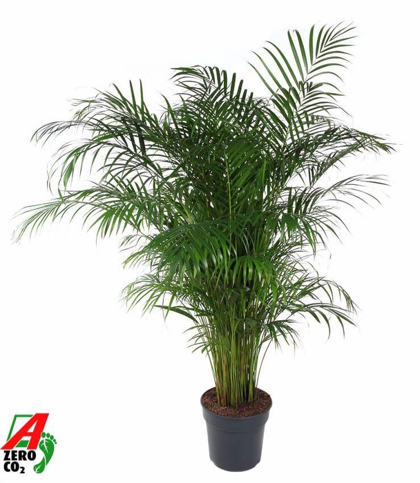 <h4>Dypsis Lutescens(Areca) P31-150</h4>