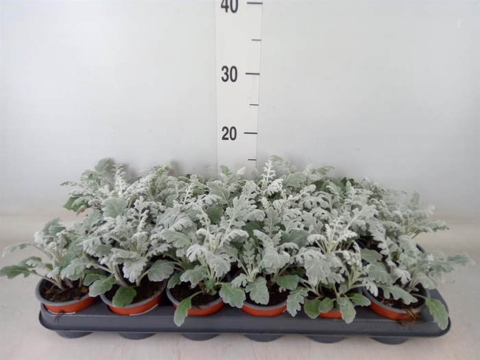 <h4>Jacobaea maritima</h4>