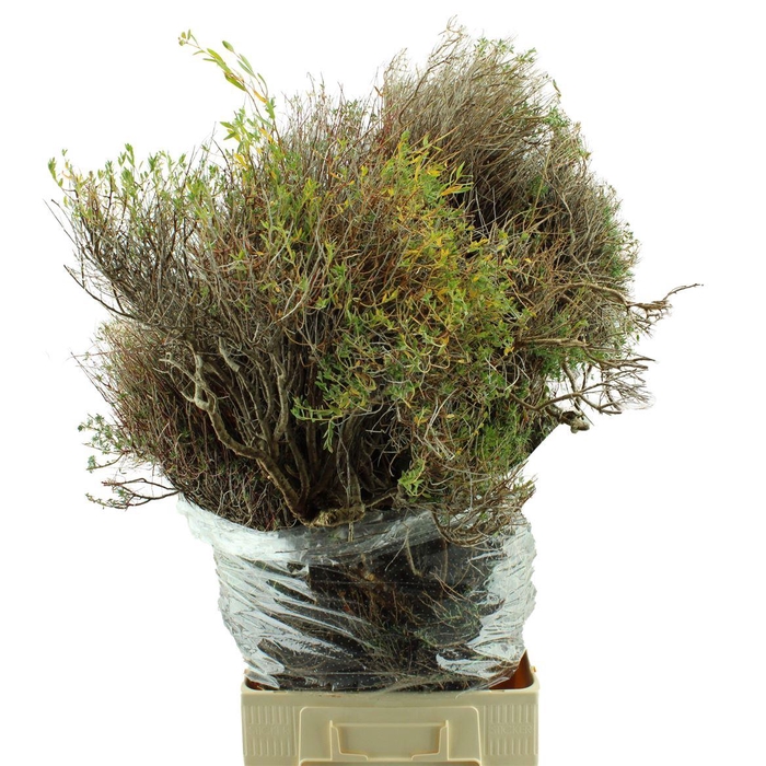 <h4>Euphorbia Spinosa Lang</h4>