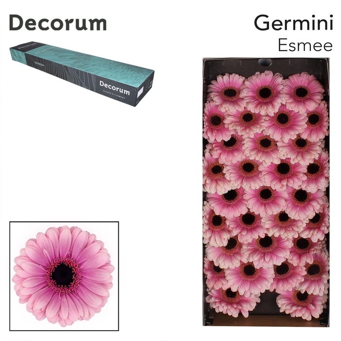 <h4>GE MI ESMEE Doos x60</h4>