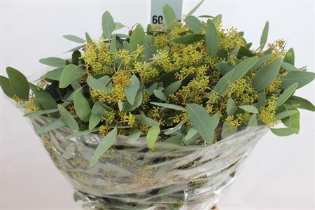 <h4>Euca Populus Bes Lang Frankrijk 300gr</h4>
