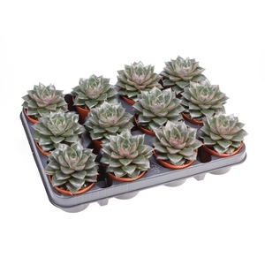 Echeveria purpusorum