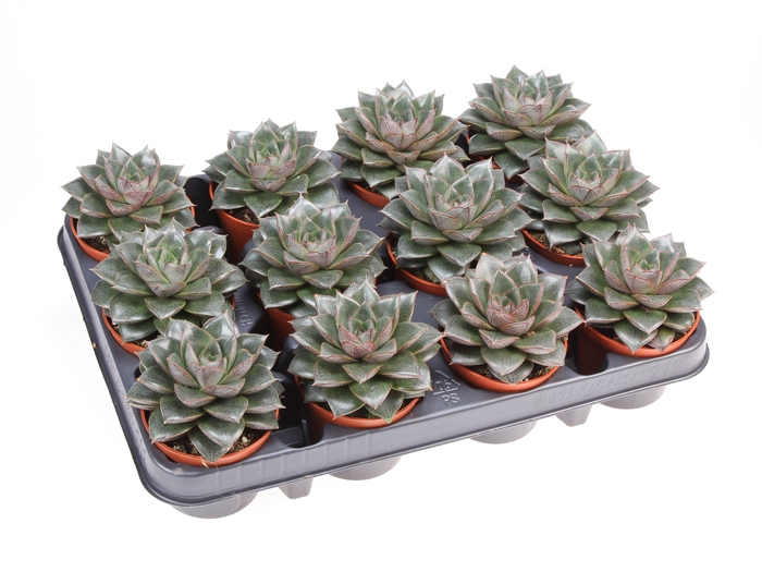 <h4>Echeveria purpusorum</h4>