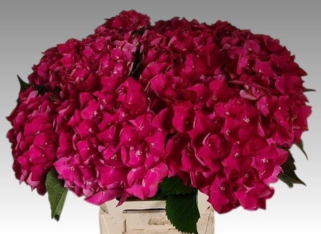 <h4>HYDR M CH MON AMOUR</h4>