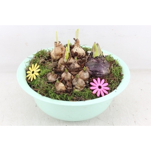 arr4 Bollenmix PL - Zink bolschaaltje los Groen