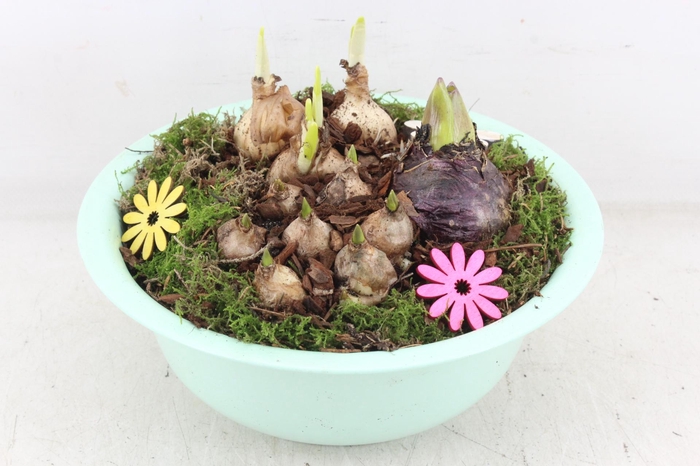 <h4>arr4 Bollenmix PL - Zink bolschaaltje los Groen</h4>