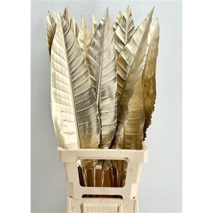 Strelitzia Blad Painted Platinum