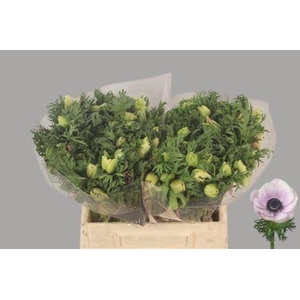 Anemone Galil Pastel