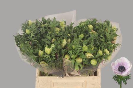 <h4>Anemone Galil Pastel</h4>