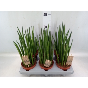 Sansevieria bacularis