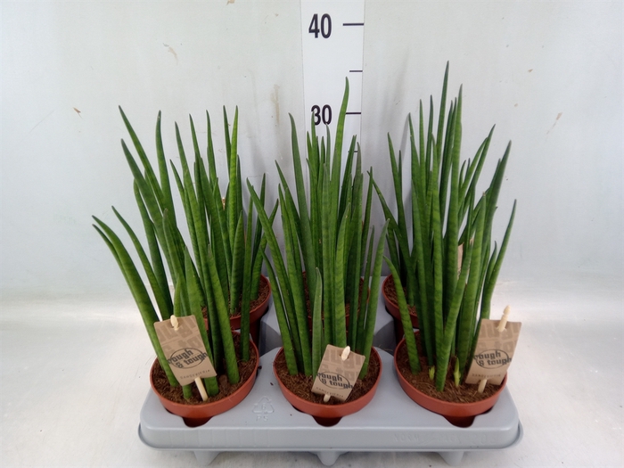 <h4>Sansevieria bacularis</h4>