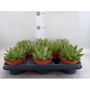 Echeveria  'Miranda'