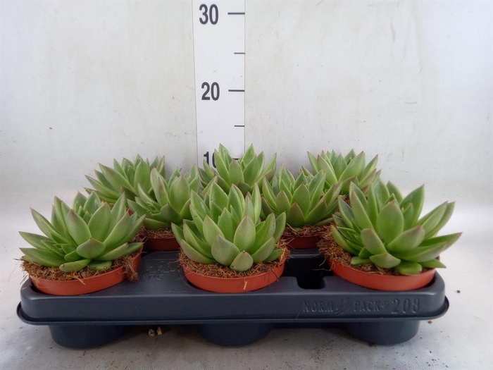 <h4>Echeveria 'Miranda'</h4>