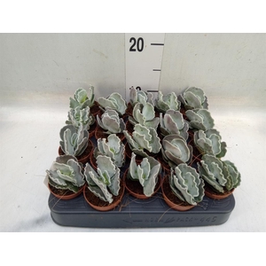 Cotyledon undulata