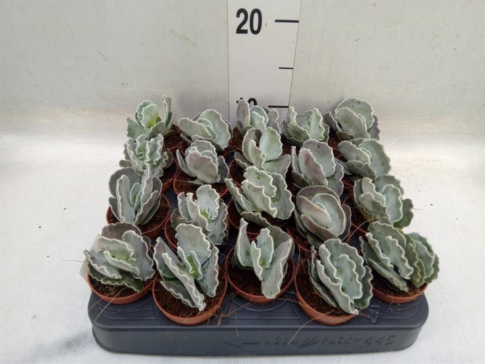 <h4>Cotyledon undulata</h4>