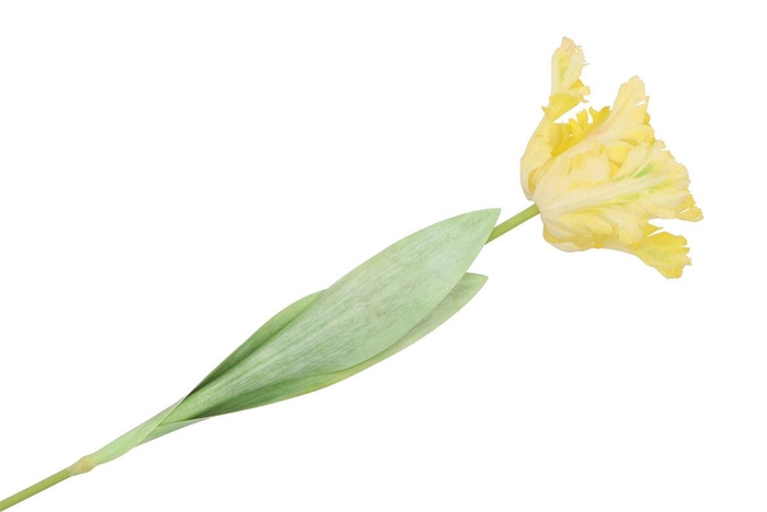 <h4>Silk Tulip Papagayo Yellow 64cm</h4>