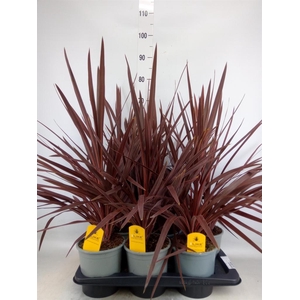 Cordyline austr. 'Red Star'
