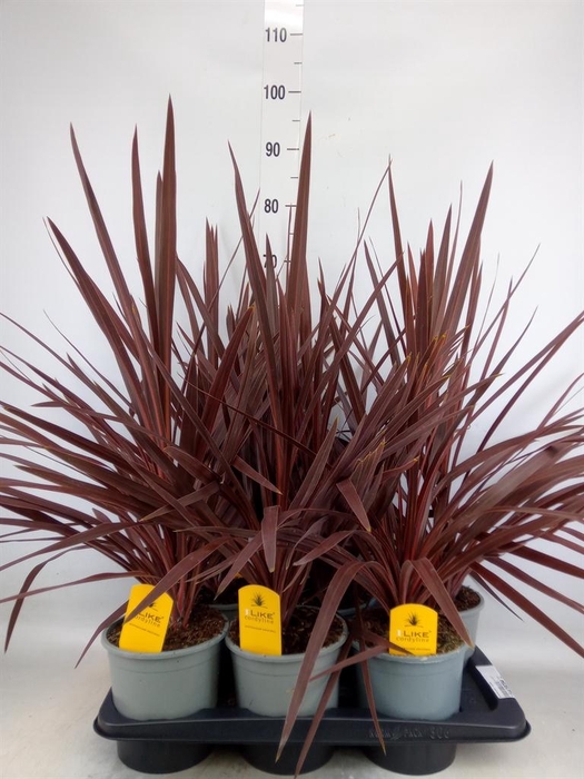 <h4>Cordyline austr. 'Red Star'</h4>