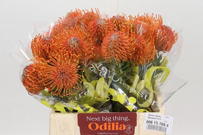 <h4>Nutans Ayoba Mandarin Zest</h4>