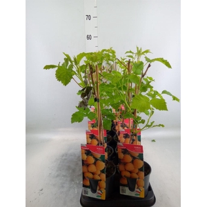 Fruitplanten   ...fruitbomen