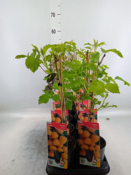 <h4>Fruitplanten ...fruitbomen</h4>