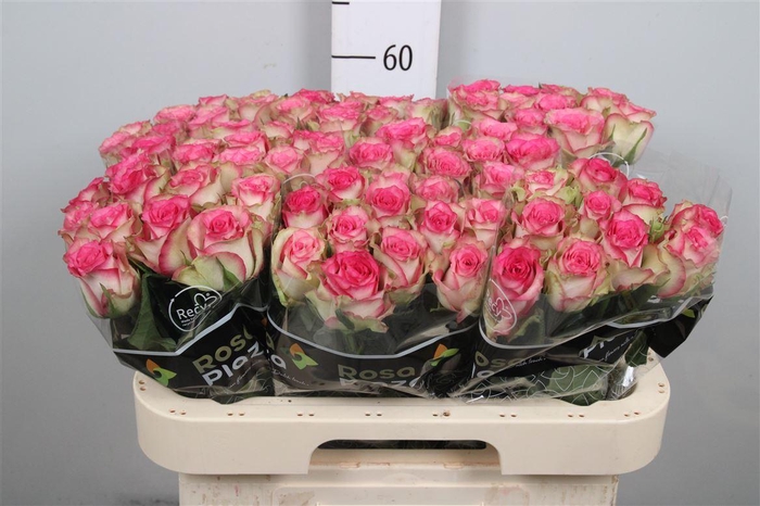 <h4>R Gr Monique</h4>