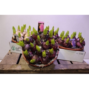 Hyacin Pear Gem 3 Kl