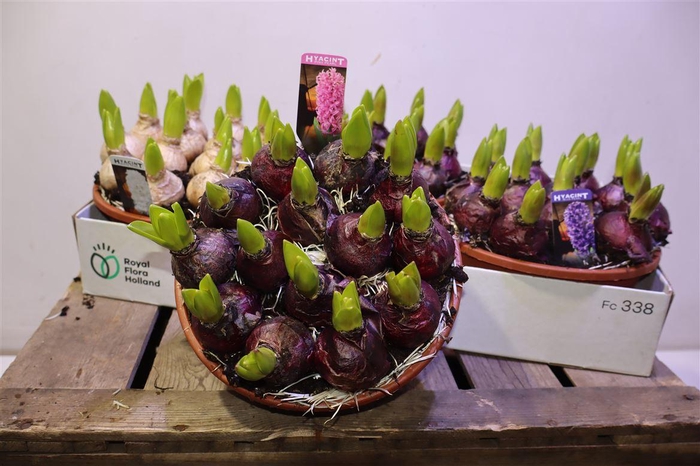 <h4>Hyacin Pear Gem 3 Kl</h4>