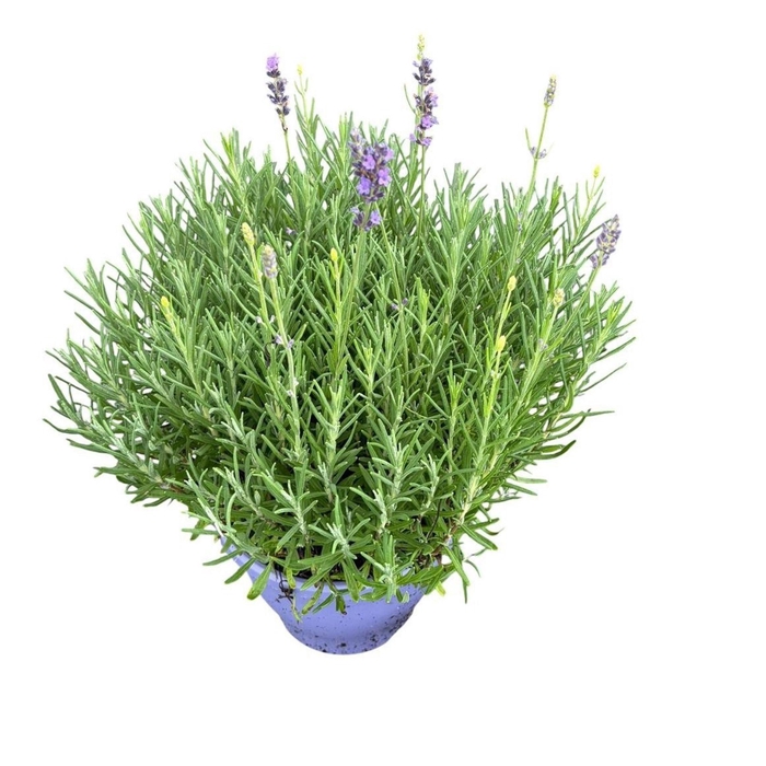 <h4>Lavandula angustifolia Munstead</h4>