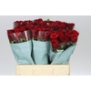 Rosa Gr Red Naomi A2 Porta