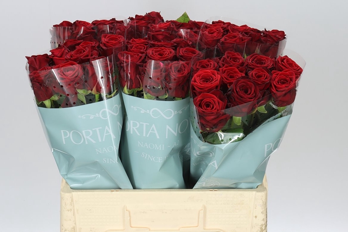 <h4>Rosa Gr Red Naomi A2 Porta</h4>