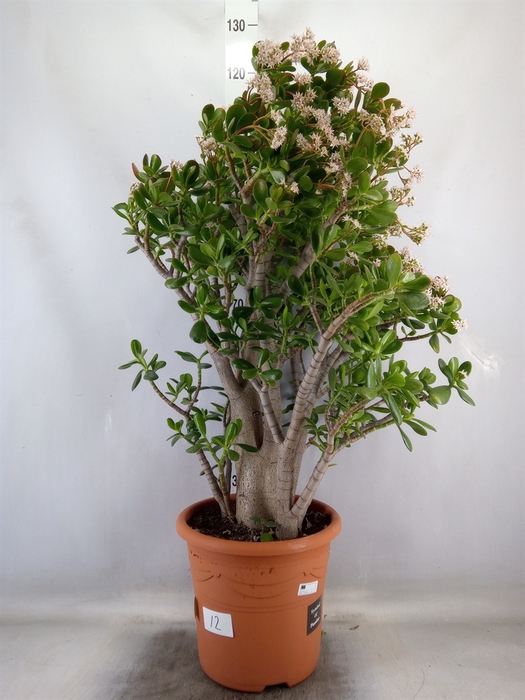 <h4>Crassula ovata</h4>