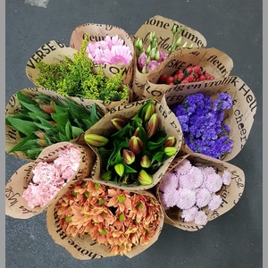 BQ Mono ASSORTIE x5 mix 50cm