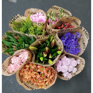 BQ Mono ASSORTIE x5 mix 50cm